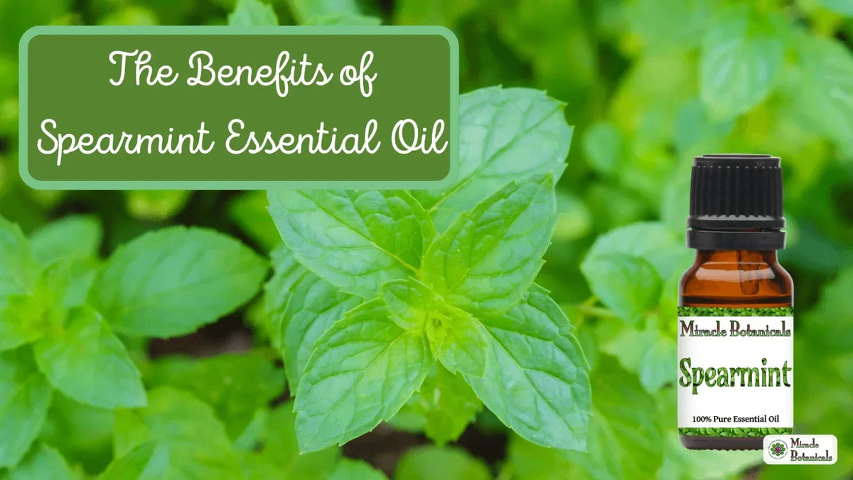 Miracle Botanicals Spearmint essential oil bottle on fresh mint leaves, with text: The Benefits of Spearmint Essential Oil