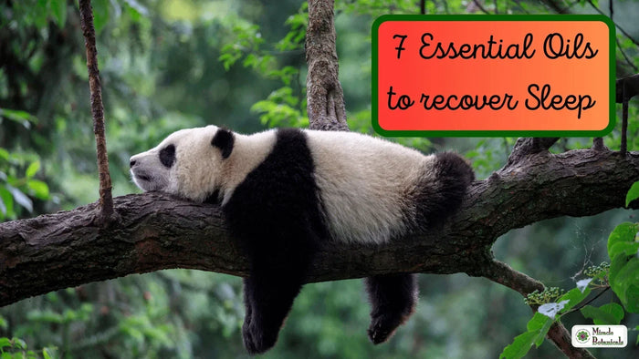 Giant panda sleeping draped over a tree branch, with text: 7 Essential Oils to recover Sleep