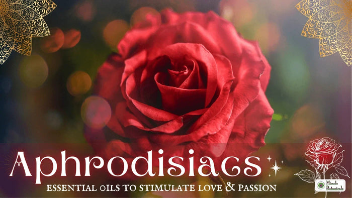 Red rose with the title Aphrodisiacs: essential oils to stimulate love and passion