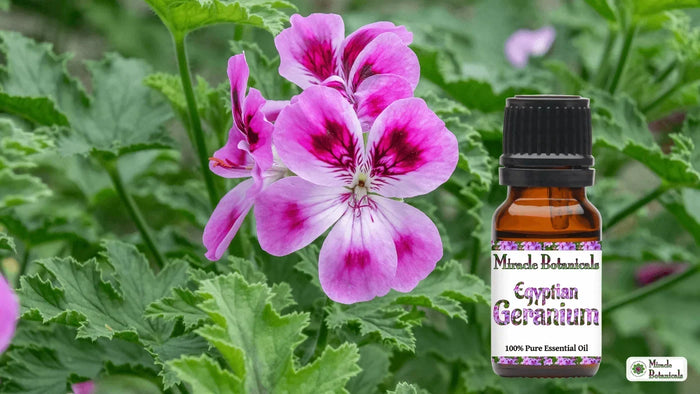 Miracle Botanicals Egyptian Geranium essential oil bottle beside pink and magenta geranium flowers