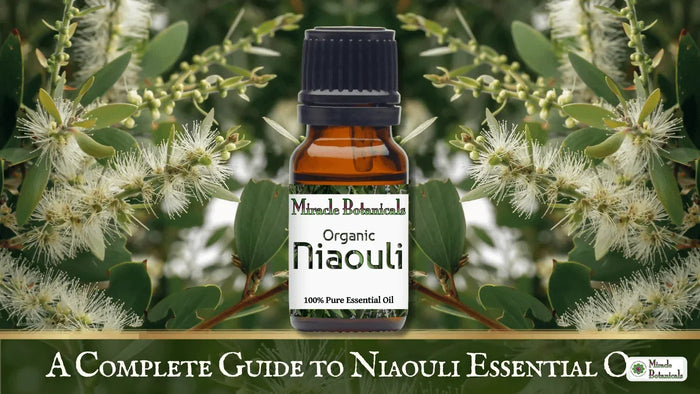 Organic Niaouli essential oil bottle among white niaouli blossoms, with text: A Complete Guide to Niaouli Essential Oil