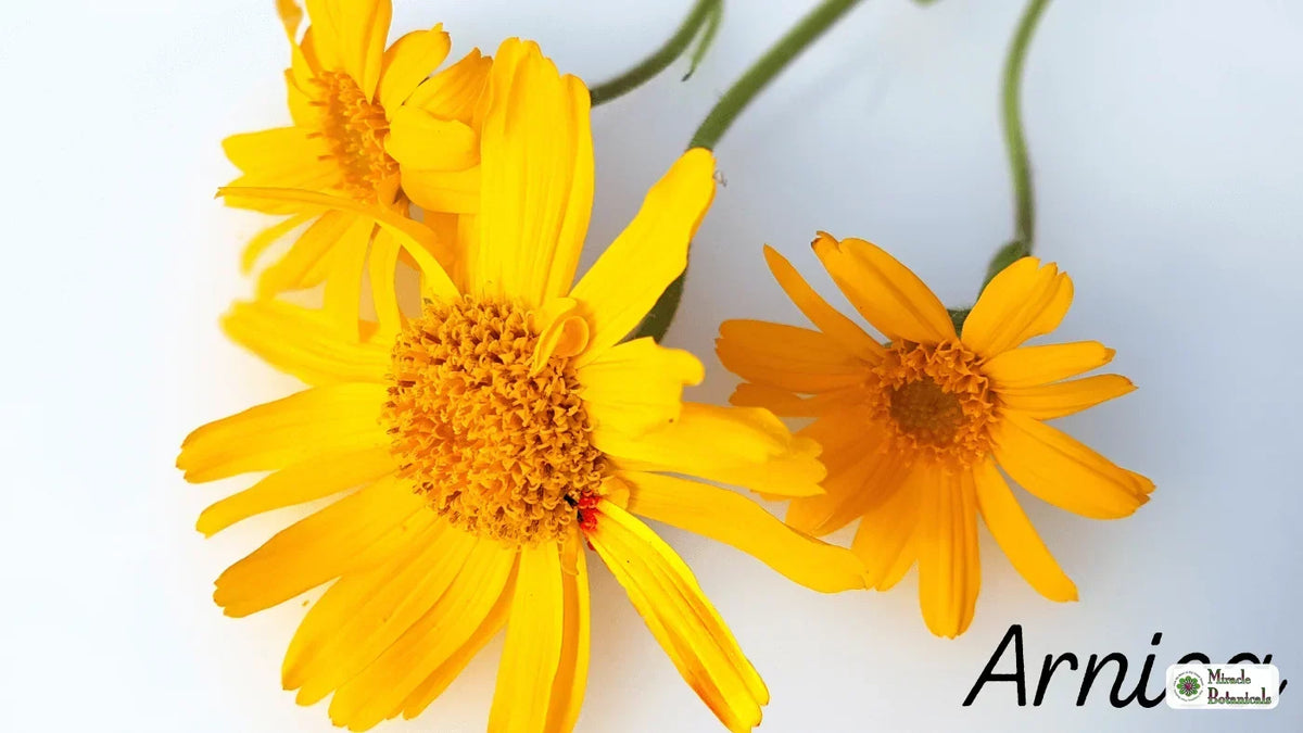 Bright yellow arnica flowers on a white background, with text: Arnica