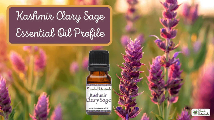 Kashmir Clary Sage essential oil bottle among purple clary sage blooms, with text: Kashmir Clary Sage Essential Oil Profile