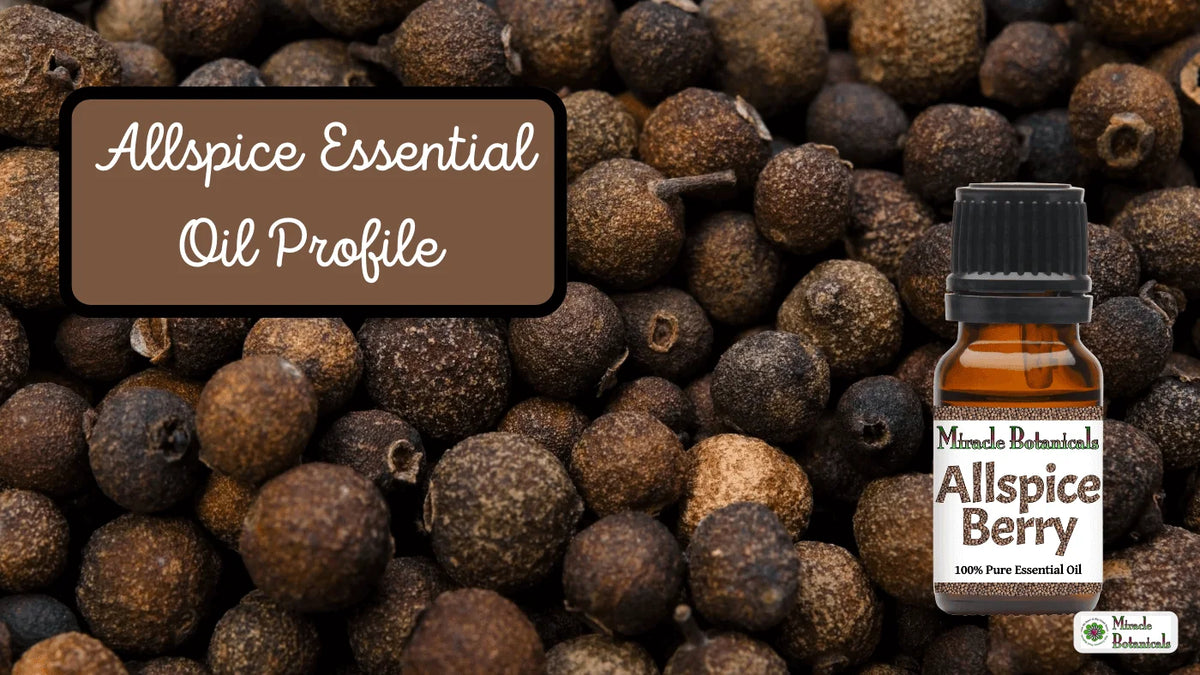 Miracle Botanicals Allspice Berry essential oil bottle on dried allspice berries, with text: Allspice Essential Oil Profile