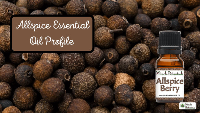Miracle Botanicals Allspice Berry essential oil bottle on dried allspice berries, with text: Allspice Essential Oil Profile