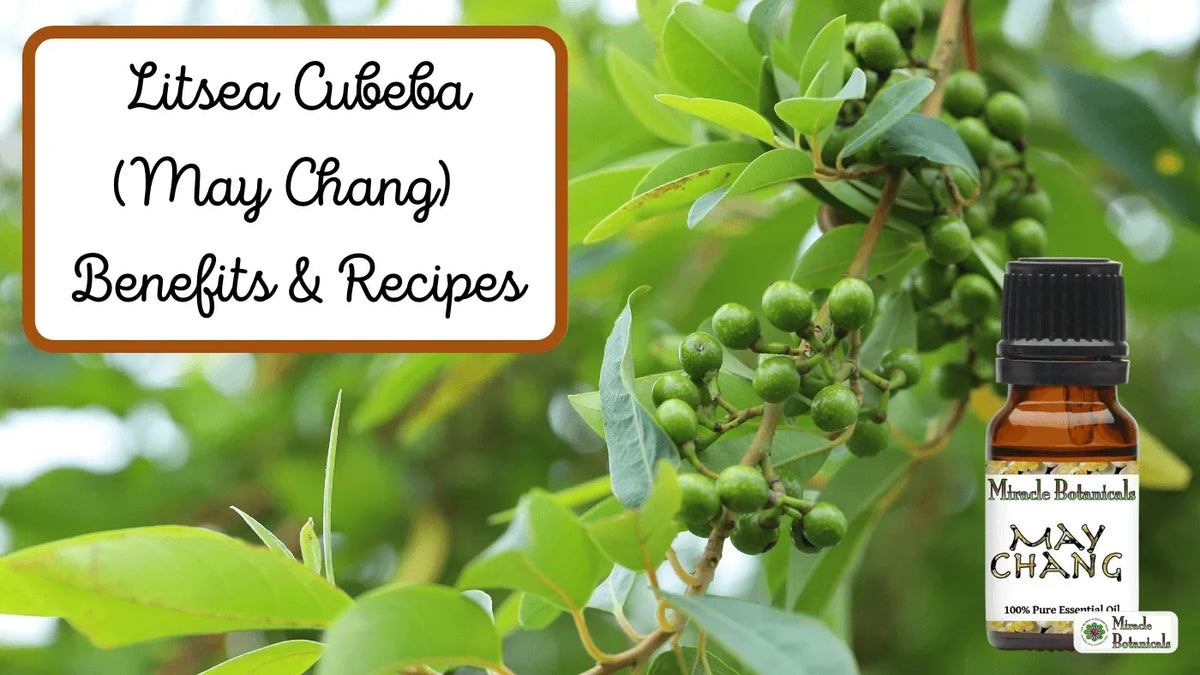 Miracle Botanicals May Chang essential oil bottle by green litsea cubeba berries, with text: Litsea Cubeba (May Chang) Benefits & Recipes