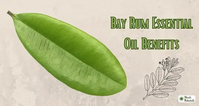 Large green bay rum leaf and a line drawing of a flowering sprig, with text: Bay Rum Essential Oil Benefits