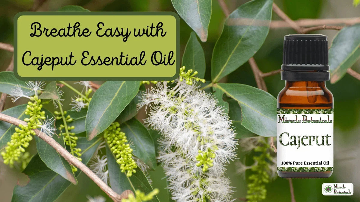 Cajeput essential oil bottle among cajeput leaves and fluffy white blossoms, with text: Breathe Easy with Cajeput Essential Oil