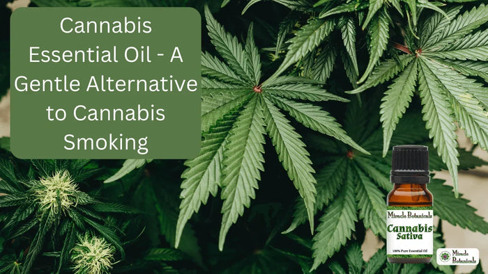 Cannabis Sativa essential oil bottle among cannabis leaves, with text: Cannabis Essential Oil, a Gentle Alternative to Cannabis Smoking