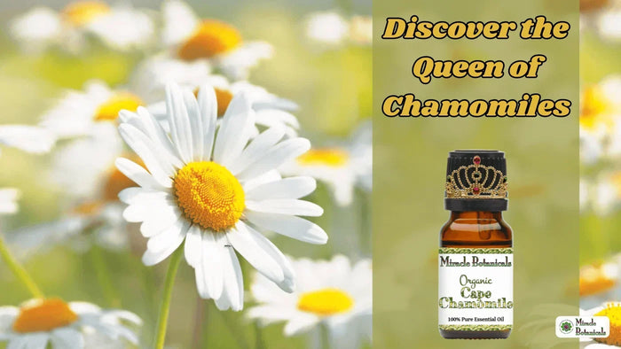 Organic Cape Chamomile bottle wearing a small crown beside white chamomile flowers, with text: Discover the Queen of Chamomiles
