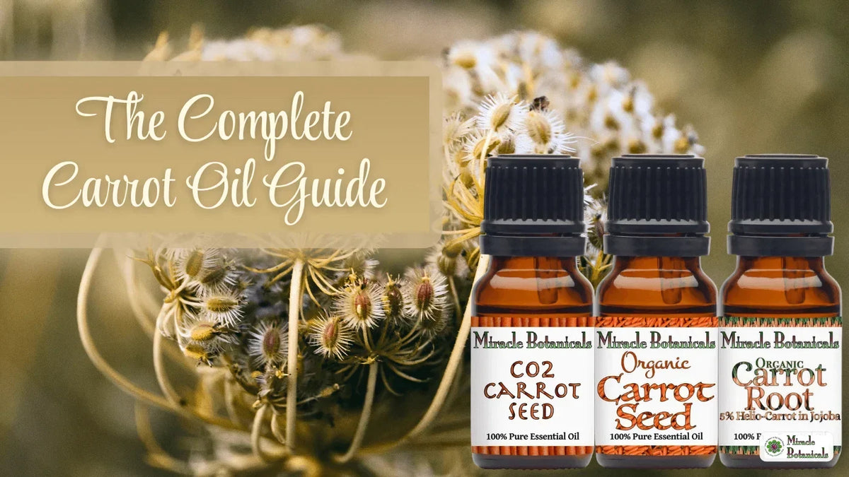 CO2 Carrot Seed, Organic Carrot Seed and Organic Carrot Root bottles before wild carrot seed heads, with text: The Complete Carrot Oil Guide