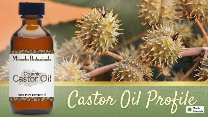 Organic Castor Oil bottle beside spiky castor bean seed pods