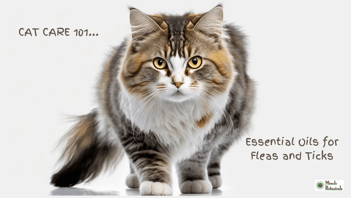 Fluffy long-haired tabby and white cat walking toward the camera, with text: Cat Care 101, Essential Oils for Fleas and Ticks