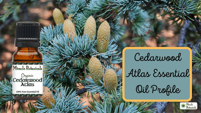 Organic Cedarwood Atlas bottle among blue-green cedar branches and upright cones, with text: Cedarwood Atlas Essential Oil Profile