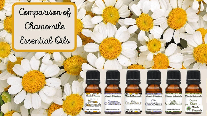 Six chamomile oils (Roman, German, CO2, CO2 Blue, Wild, Cape) on chamomile flowers, with text: Comparison of Chamomile Essential Oils