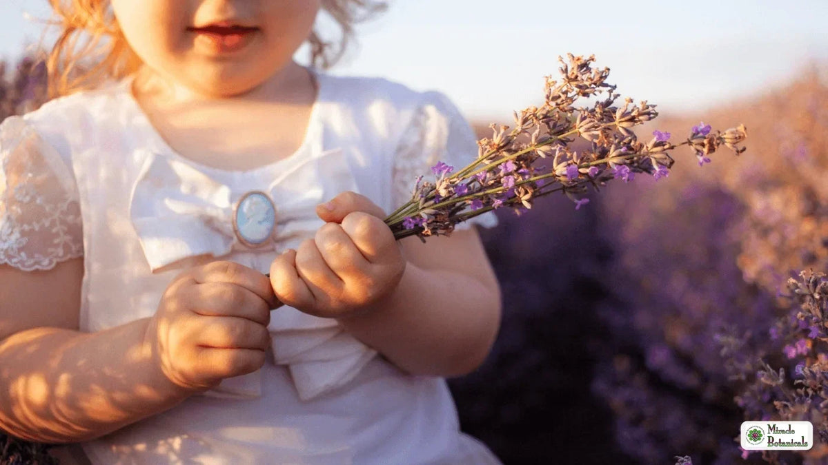 Toddler in a white dress holding a sprig of lavender in a sunlit lavender field