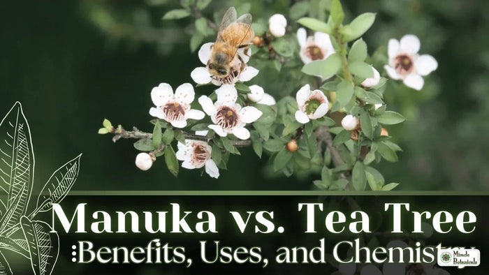 Manuka flowers with a honeybee, with the title Manuka vs. Tea Tree: Benefits, Uses, and Chemistry