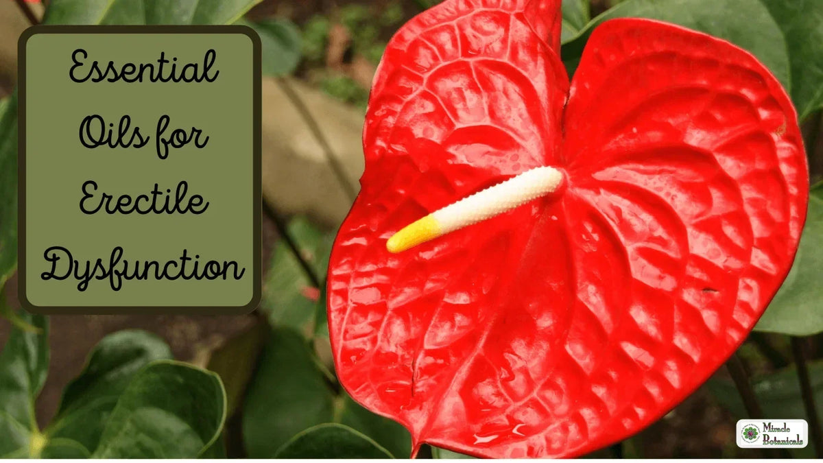 Bright red anthurium flower among green leaves, with text: Essential Oils for Erectile Dysfunction