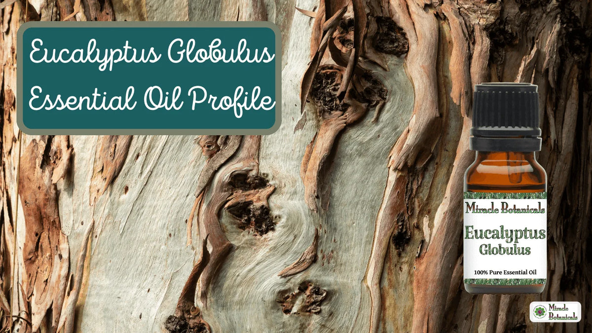 Eucalyptus Globulus essential oil bottle against mottled tree bark, with text: Eucalyptus Globulus Essential Oil Profile