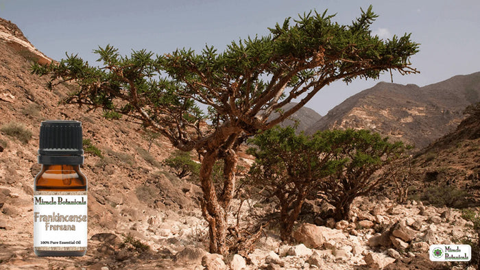Frankincense Frereana Essential Oil by Miracle Botanicals with a beautiful frankincense tree in the mountains