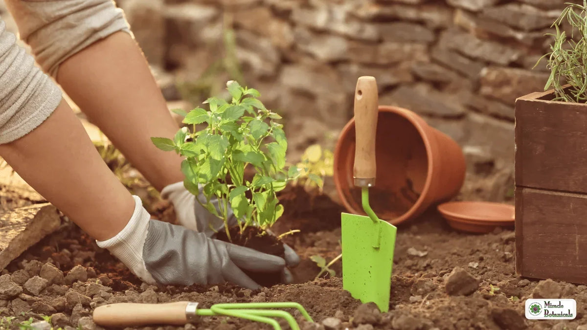 Gloved hands planting a seedling in soil beside a green trowel, hand rake and terracotta pots
