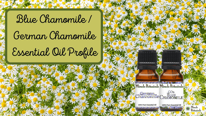 German Chamomile and CO2 Blue Chamomile bottles in a field of chamomile flowers, with text: Blue Chamomile / German Chamomile Profile