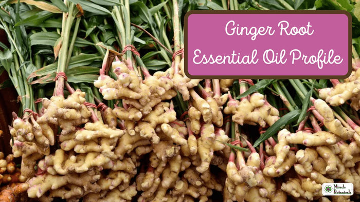 Bundles of fresh ginger root with green stalks, with text: Ginger Root Essential Oil Profile