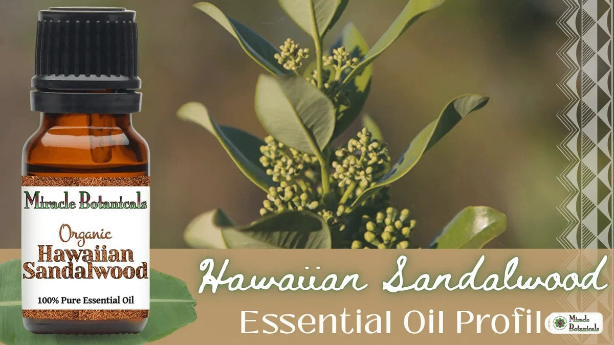Organic Hawaiian Sandalwood essential oil bottle beside a flowering sandalwood branch, with text: Hawaiian Sandalwood Essential Oil Profile