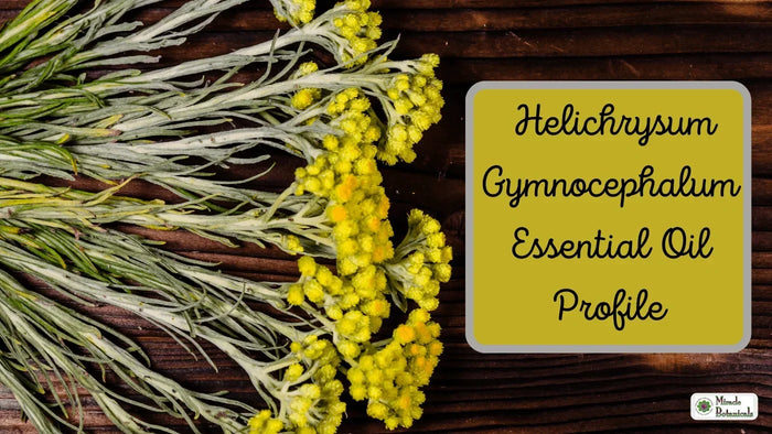 Bundled silvery helichrysum stems with yellow flower clusters on dark wood, with text: Helichrysum Gymnocephalum Essential Oil Profile