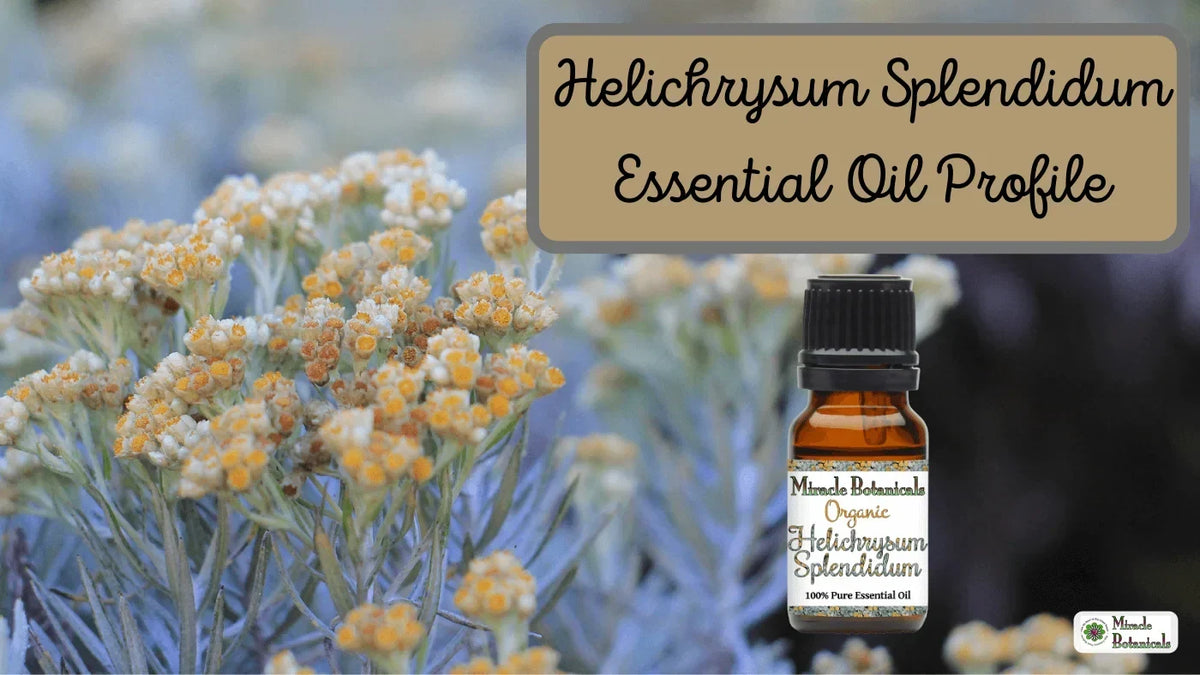 Organic Helichrysum Splendidum bottle before a silvery shrub with yellow button flowers, with text: Helichrysum Splendidum Essential Oil Profile