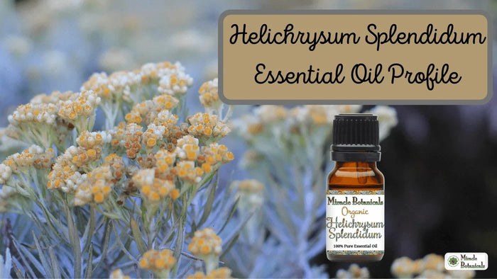 Organic Helichrysum Splendidum bottle before a silvery shrub with yellow button flowers, with text: Helichrysum Splendidum Essential Oil Profile