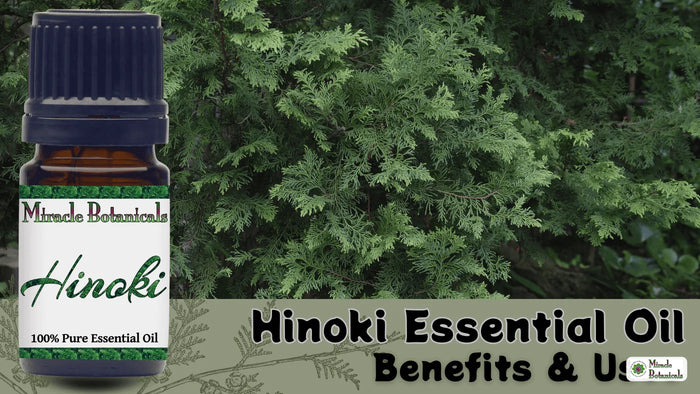Hinoki essential oil bottle in front of dense evergreen cypress foliage, with text: Hinoki Essential Oil Benefits & Uses