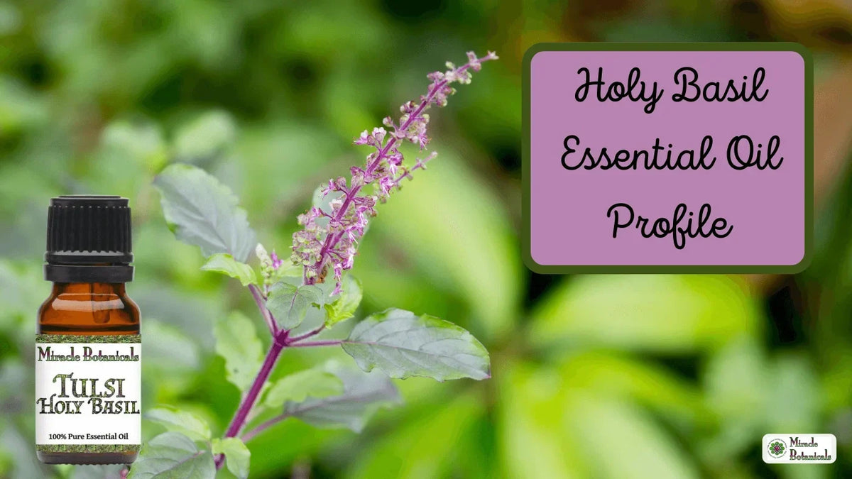 Tulsi Holy Basil essential oil bottle beside a flowering holy basil plant, with text: Holy Basil Essential Oil Profile