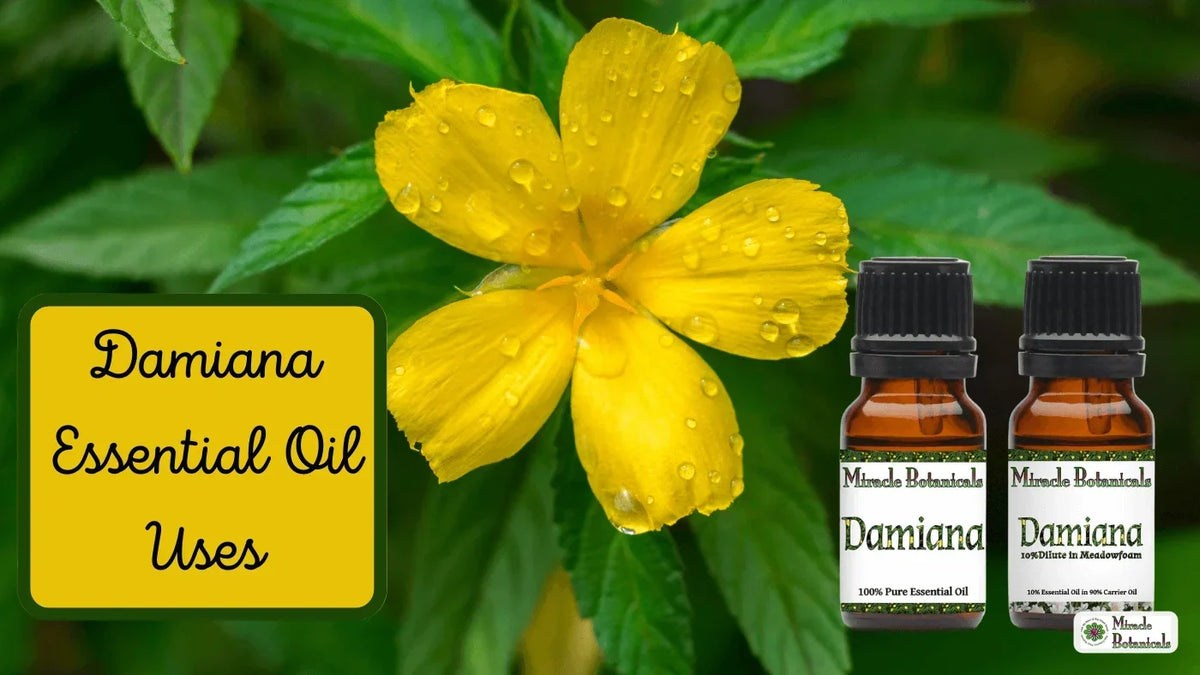 Damiana essential oil and Damiana 10% dilute in meadowfoam bottles beside a yellow damiana flower, with text: Damiana Essential Oil Uses