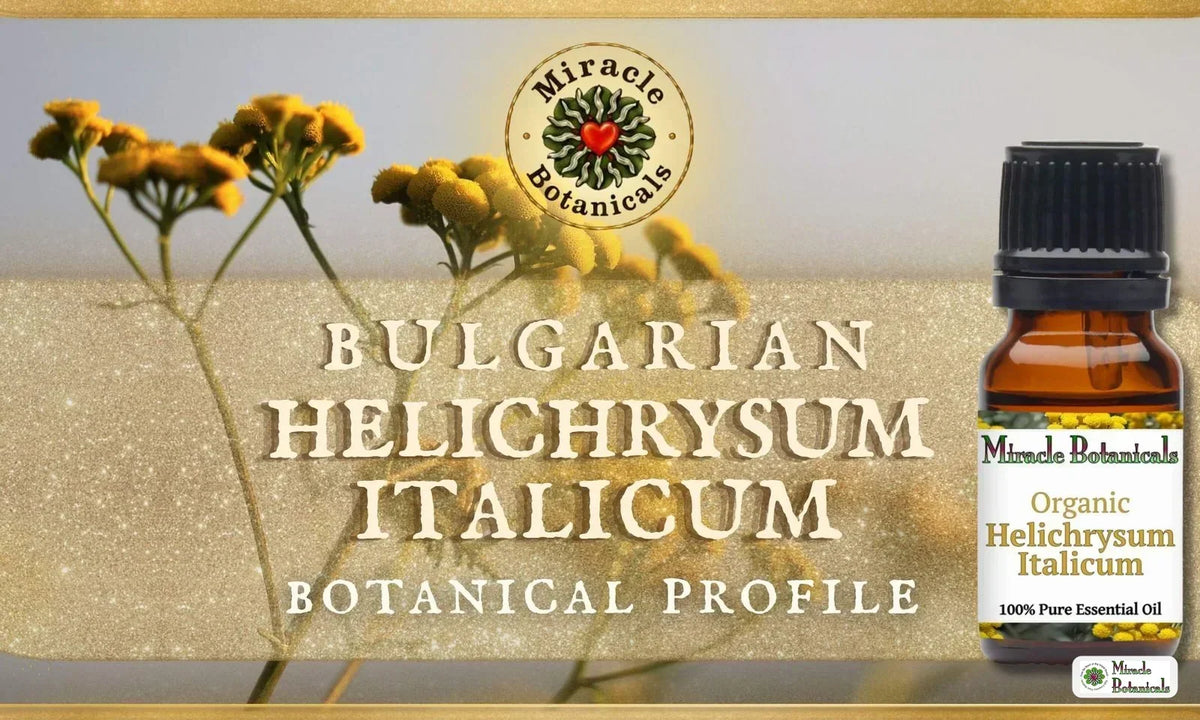 Organic Bulgarian Helichrysum Italicum essential oil with yellow immortelle flowers in a field