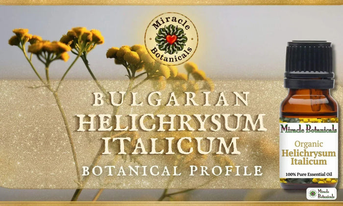 Organic Bulgarian Helichrysum Italicum essential oil with yellow immortelle flowers in a field