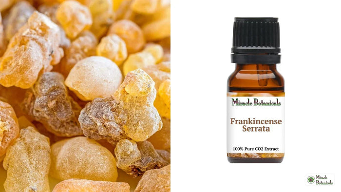 Frankincense Serrata CO2 extract bottle next to Boswellia serrata resin