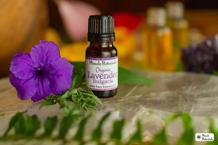 Organic Bulgarian lavender essential oil in an amber glass bottle with its Latin name on the label