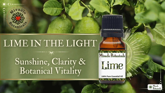 Lime essential oil bottle in front of fresh green limes on the tree