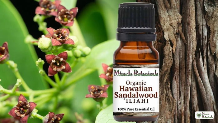 Organic Hawaiian sandalwood essential oil with sandalwood flowers and bark