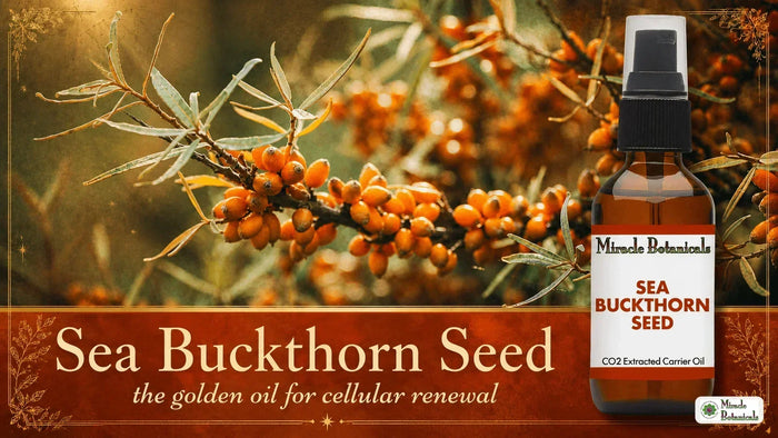 Sea buckthorn seed CO2 oil bottle beside branches of orange sea buckthorn berries