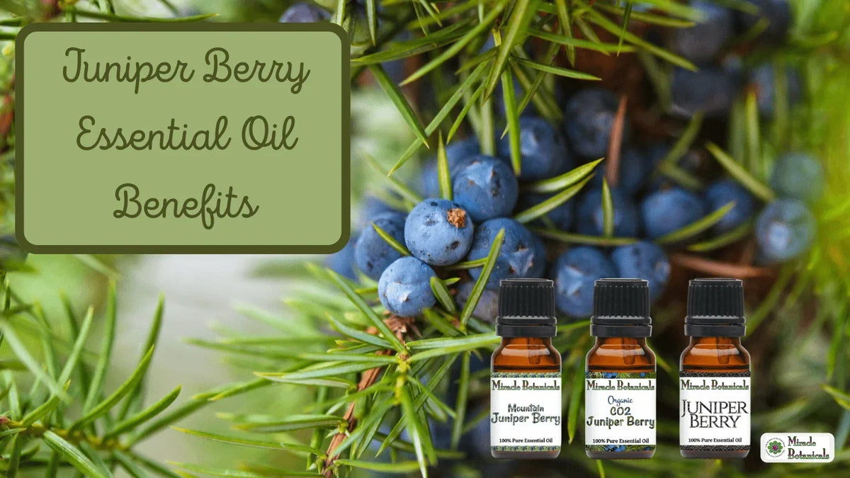 Mountain Juniper Berry, CO2 Juniper Berry and Juniper Berry bottles by blue juniper berries, with text: Juniper Berry Essential Oil Benefits
