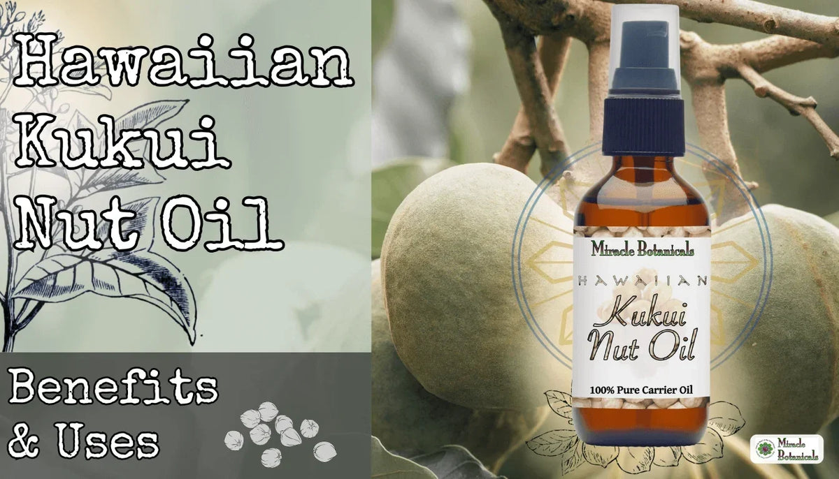 Hawaiian Kukui Nut Oil bottle in front of kukui nuts on a branch, with text: Hawaiian Kukui Nut Oil Benefits & Uses