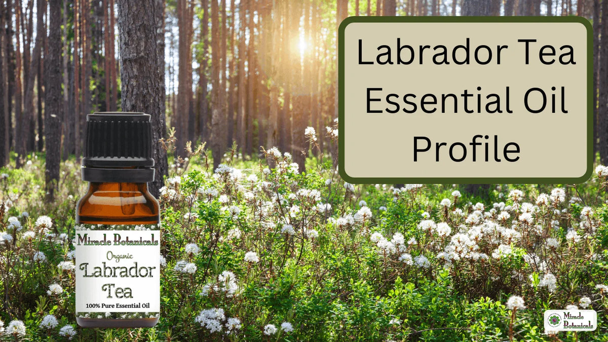 Organic Labrador Tea essential oil bottle in a forest clearing full of white-flowering shrubs, with text: Labrador Tea Essential Oil Profile