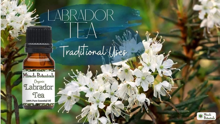 Labrador Tea Traditional Uses, with an amber bottle of Labrador Tea (Ledum) Essential Oil by Miracle Botanicals laying over white flowers of this plant