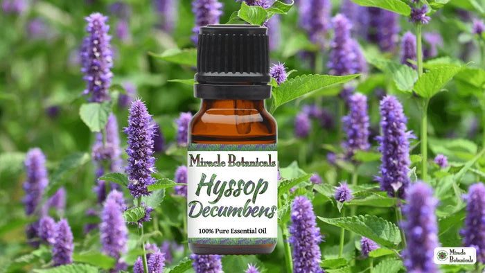 Hyssop Decumbens essential oil bottle in front of tall purple flower spikes and green foliage