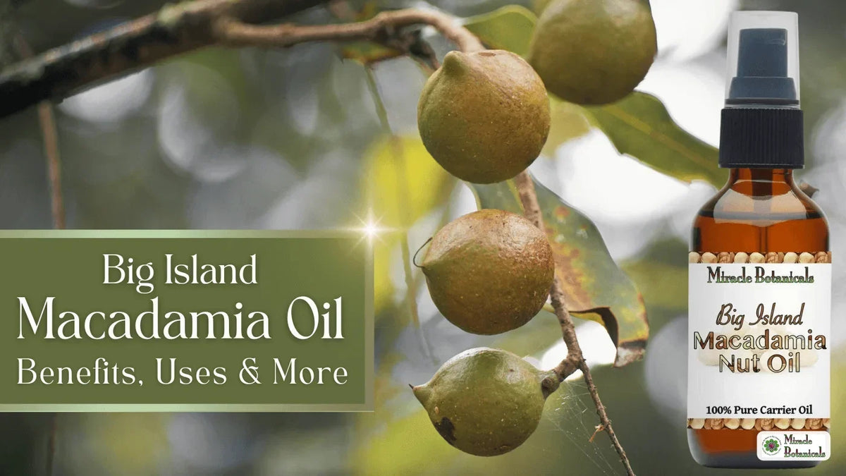 Big Island Macadamia Nut Oil bottle beside macadamia nuts on the branch
