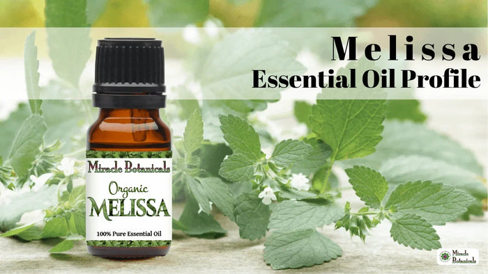 Organic Melissa essential oil bottle in front of fresh lemon balm leaves, with text: Melissa Essential Oil Profile