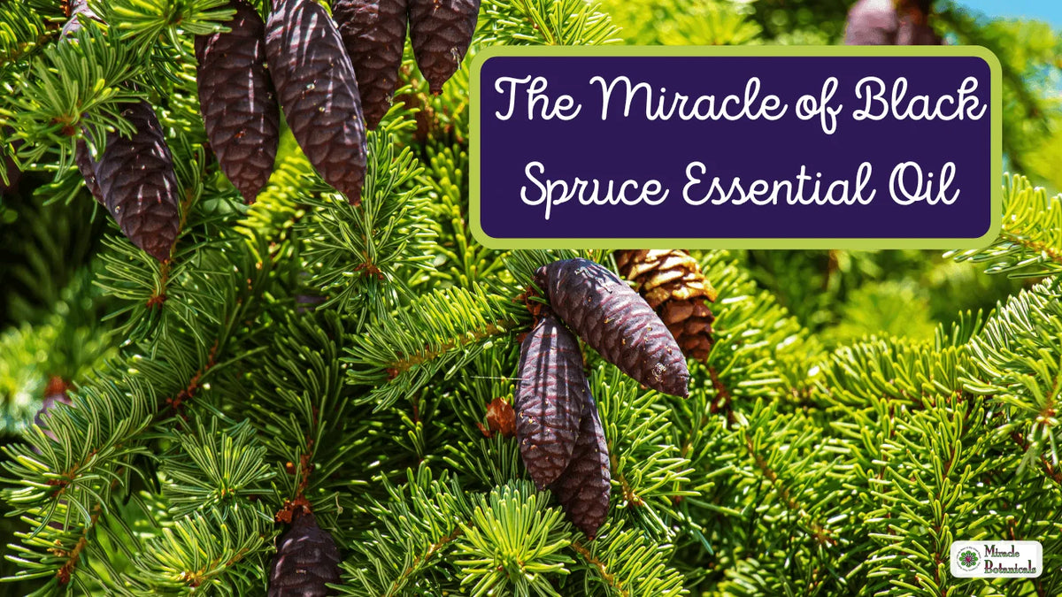 Black spruce branches with purple cones, with text: The Miracle of Black Spruce Essential Oil