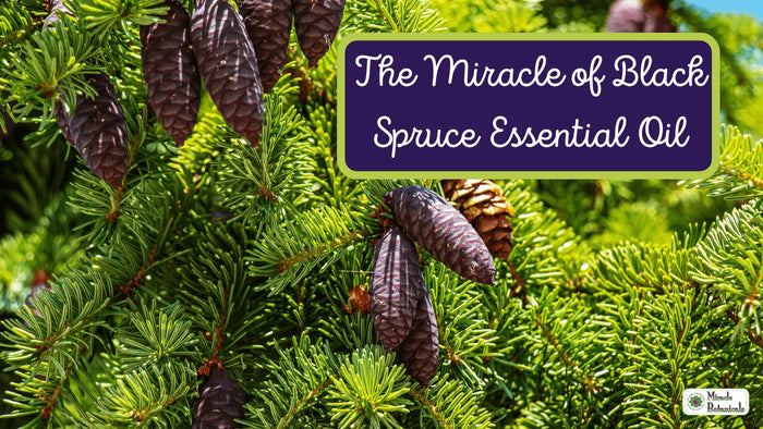Black spruce branches with purple cones, with text: The Miracle of Black Spruce Essential Oil